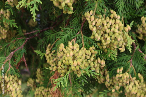 tree branches