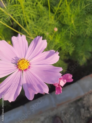 Pink flower in the garden  charming and beautiful