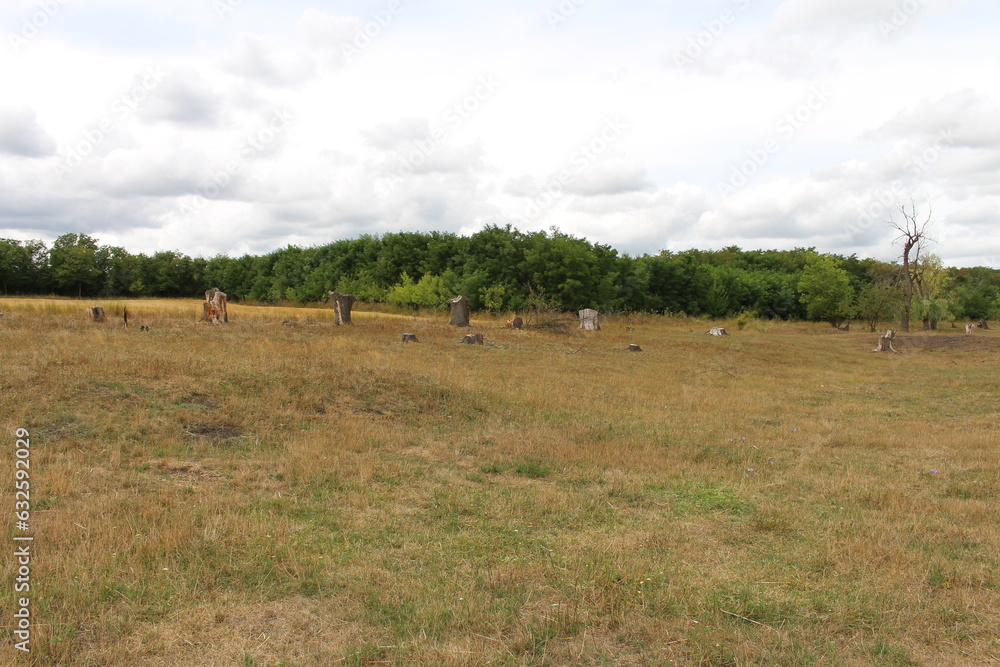 A field with trees in the background