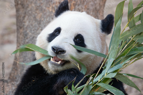 Close up Happy Panda in Everland  South Korea