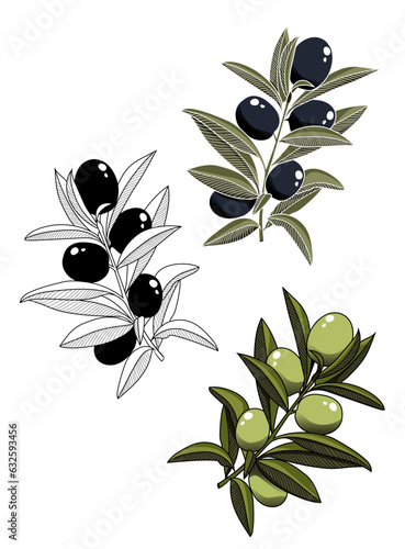 set of colored olive branches and lineart