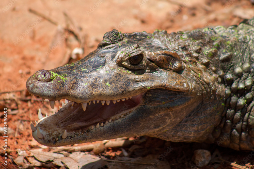 Obraz premium crocodile