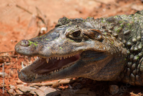 crocodile © nonthaimage