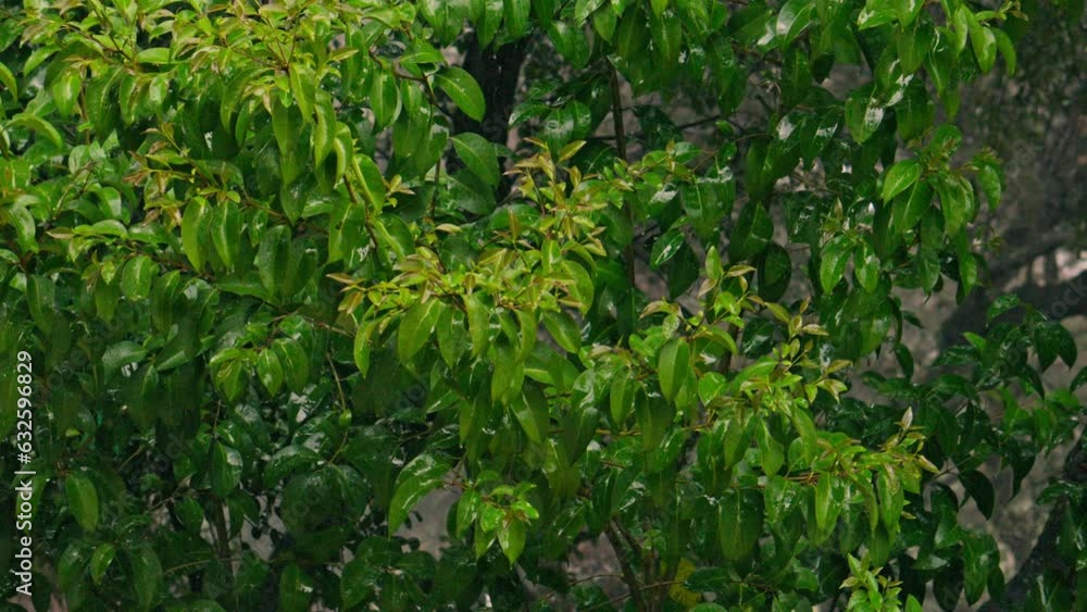 Tropical rain pours on the leaves of the tree Tropical rain pours on the leaves of the tree