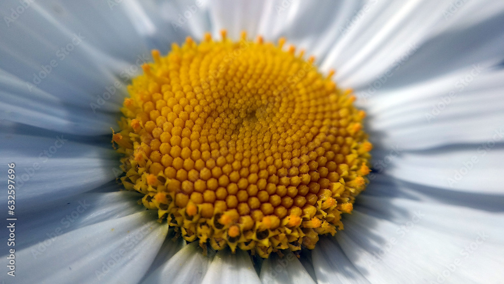 A close up view of a daisy flower blossom A close up view of a daisy flower blossom
