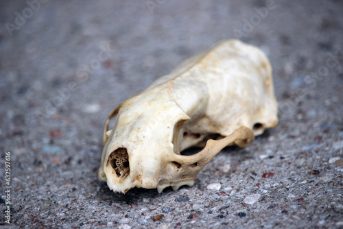 Old skull of an animal marten