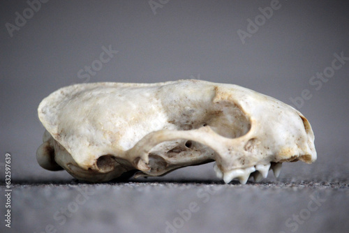 Old skull of an animal marten
