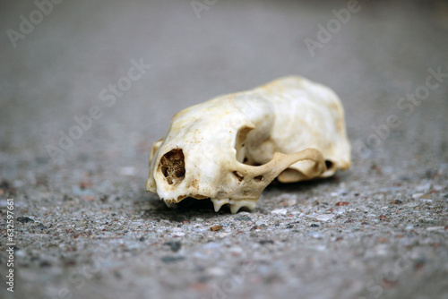 Fototapeta Naklejka Na Ścianę i Meble -  Old skull of an animal marten