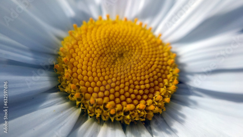 A close up view of a daisy flower blossom