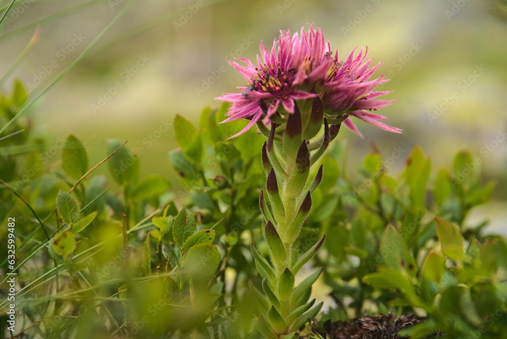 Slovakian Tatra mountains near Chopok peak