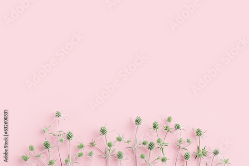 Botanical design frame, natural wild flowers pattern, minimal style, green prickly plants on pastel pink background, copy space. The sea holly or eryngo aesthetic still life nature flat lay
