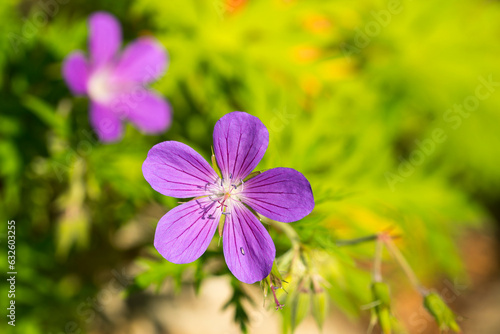 Blüten des Wald-Storchschnabel (Geranium sylvaticum)  photo