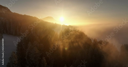 Forest winter wonderland nature landscape scenery
