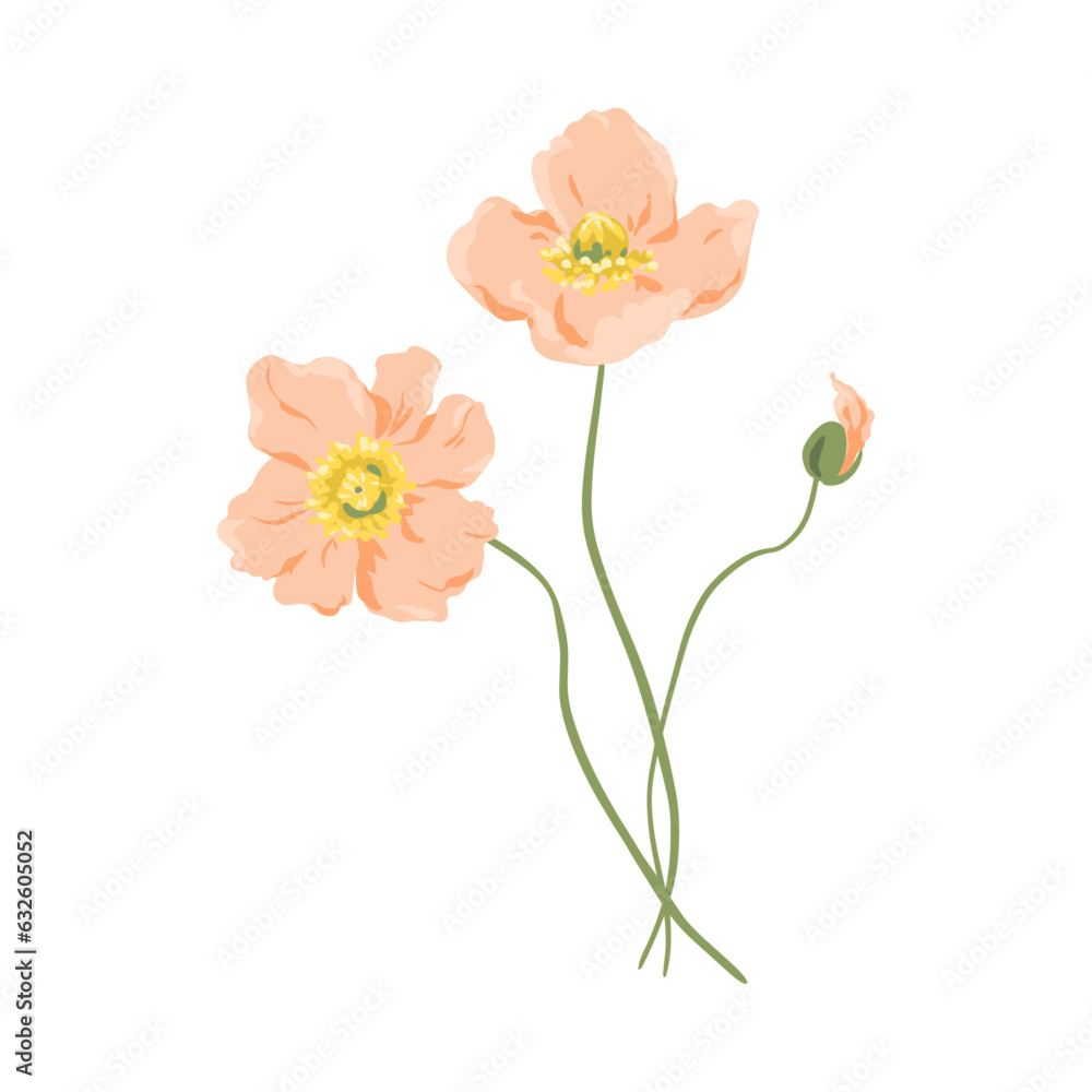 Vector Poppy flowers illustration isolated on white