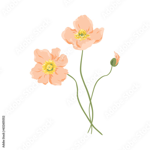 Vector Poppy flowers illustration isolated on white