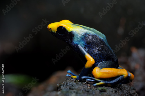 Tableau sur toile Dendrobates tinctorius tumucumaque closeup on wood, Dendrobates tinctorius tumuc