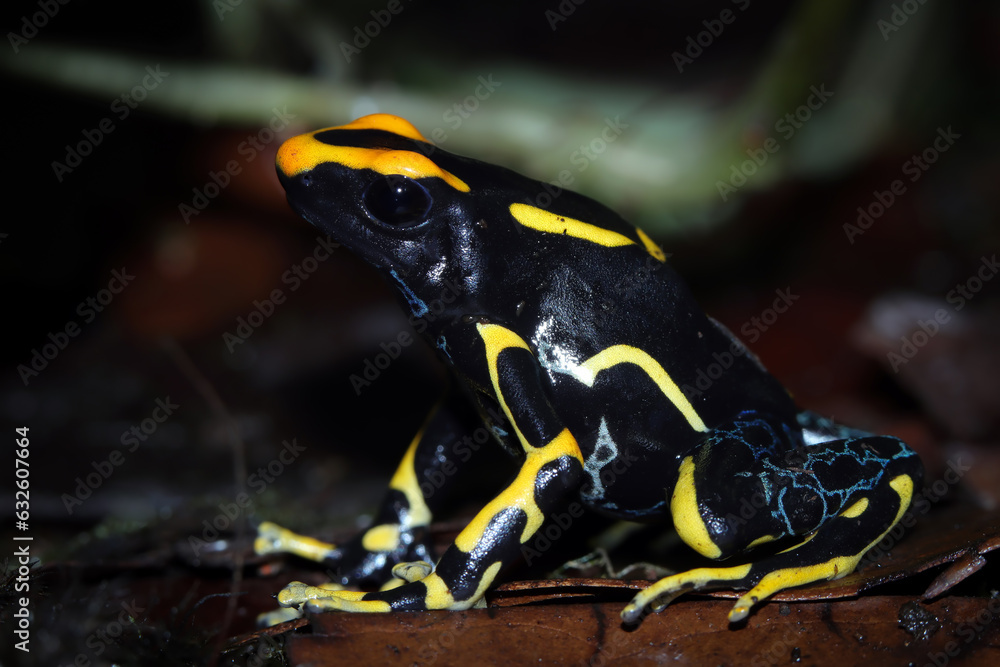 Fototapeta premium Dendrobates tinctorius 'Alanis' Dyeing Poison Arrow Frog closeup
