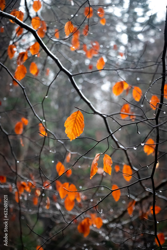 Rainy Mystique: Close-Up of Orange Autumn Leaves in a Foggy and Minimalistic Environment