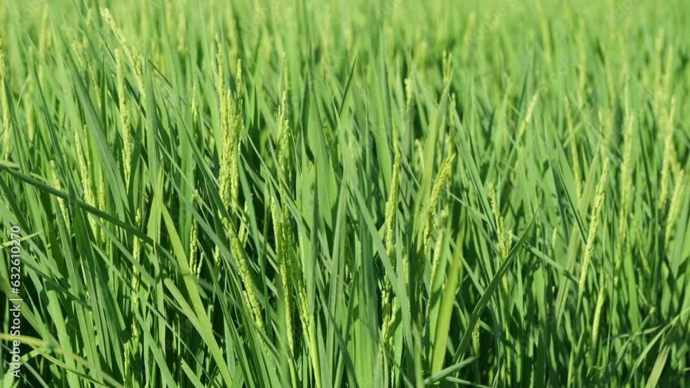 Rice ears bearing fruit, harvest, agriculture, paddy field Rice ears bearing fruit, harvest, agriculture, paddy field