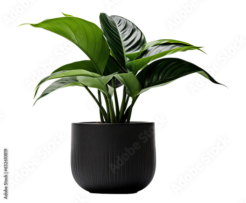 potted plant isolated on white or transparent background cutout. Generative AI