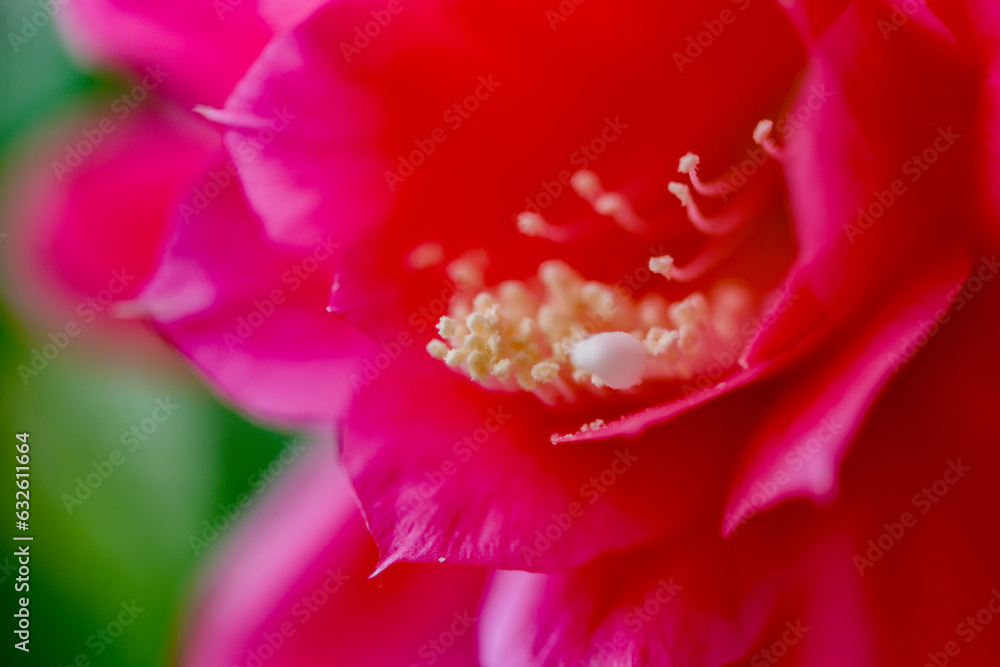 The pink arrow lotus blooms in spring