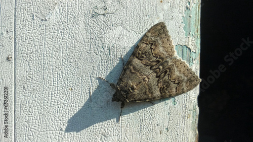 A moth resting on a wall