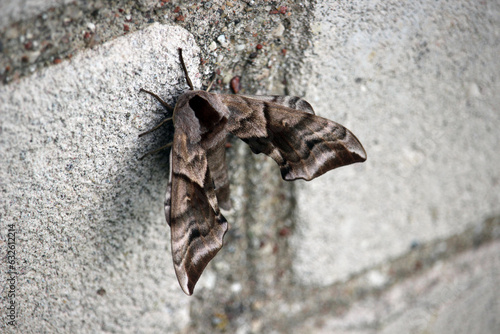 A moth resting on a brick wall