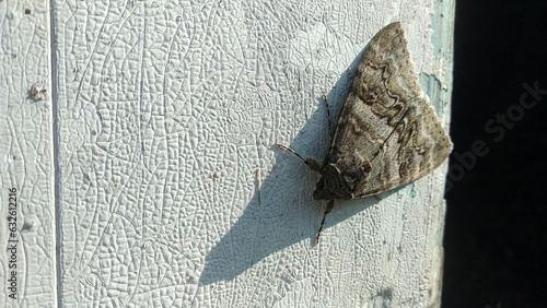 A moth resting on a wall