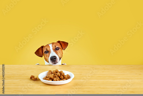 Tablou canvas Jack Russell terrier dog eat meal from a table