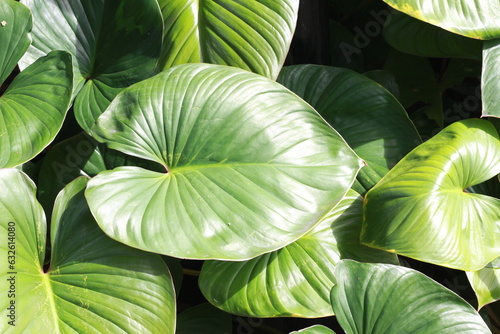 Close up leaves of the homalomena rubescens kunth or king of heart in the garden.