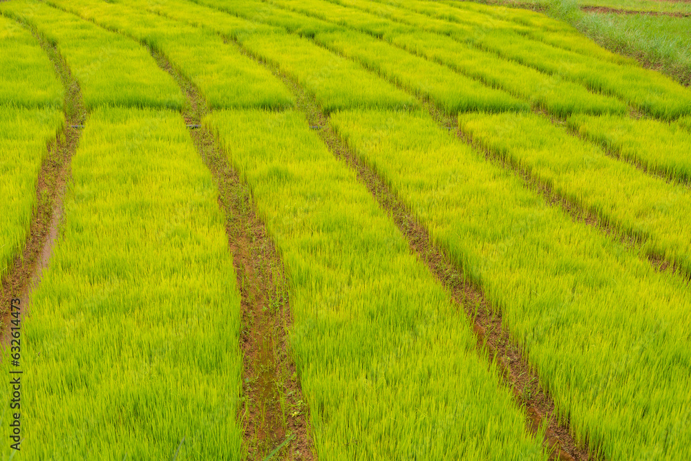 A rice field in India 