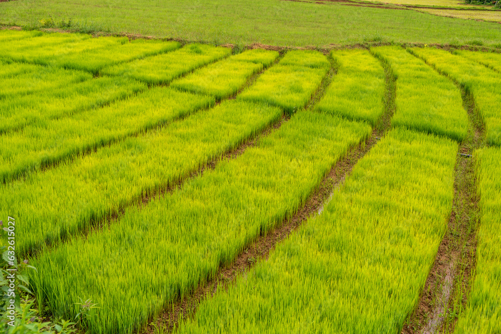 A rice field in India A rice field in India