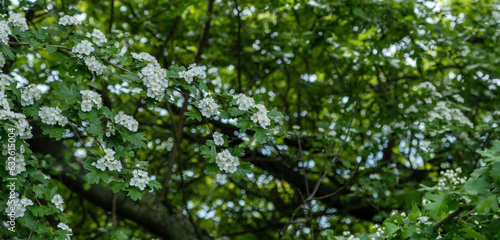 tree with white flowers and green background