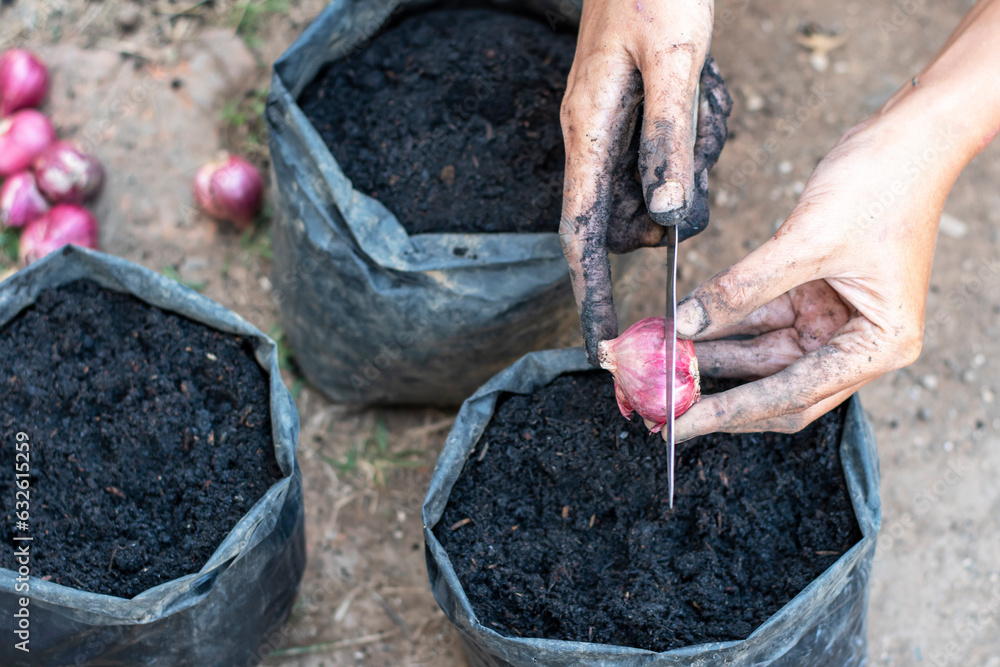 Obraz premium Planting shallots in polybags with natural fertilizers