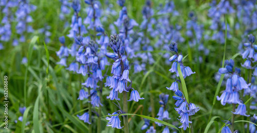 bluebell flowers in a grassy field