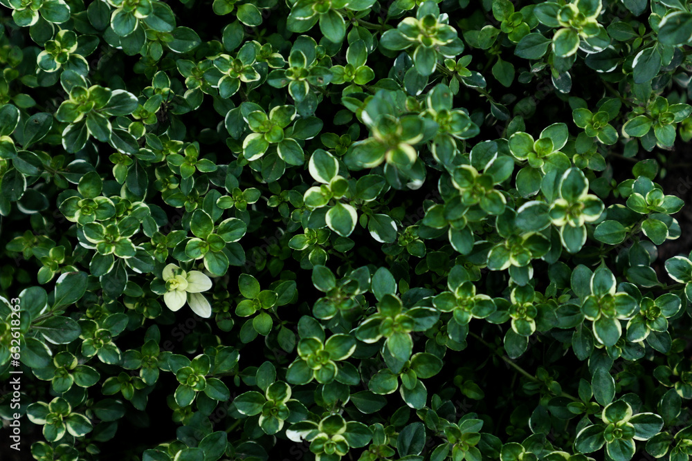 green leaves background green leaves background
