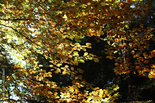 autumn yellow leaves  © @foxfotoco