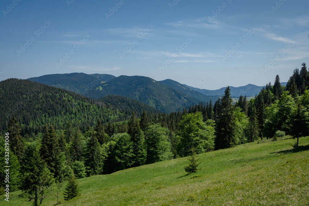 landscape in the summer in Ukrainian Carpathian