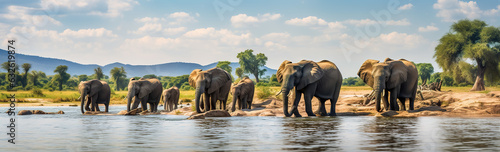 Family of African elephant, Loxodonta africana, .walking and drinking