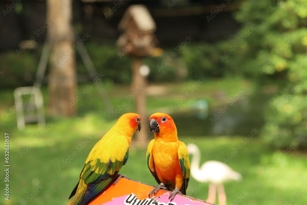 Obraz premium Sun Conure in the zoo