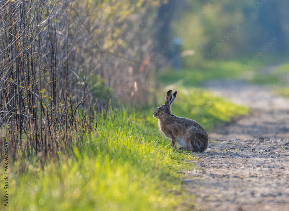 A hare sitting on a forest sand path in golden hour A hare sitting on a forest sand path in golden hour