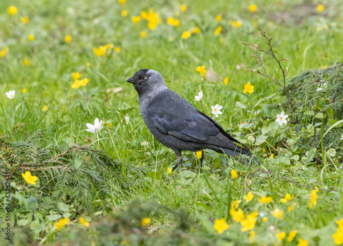 jackdaw walking among the grass and flowers in the park