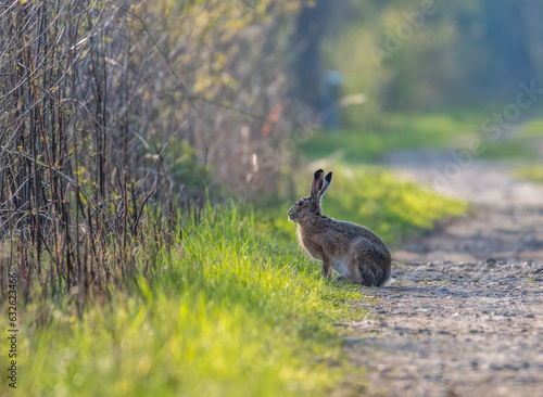 A hare sitting on a forest sand path in golden hour