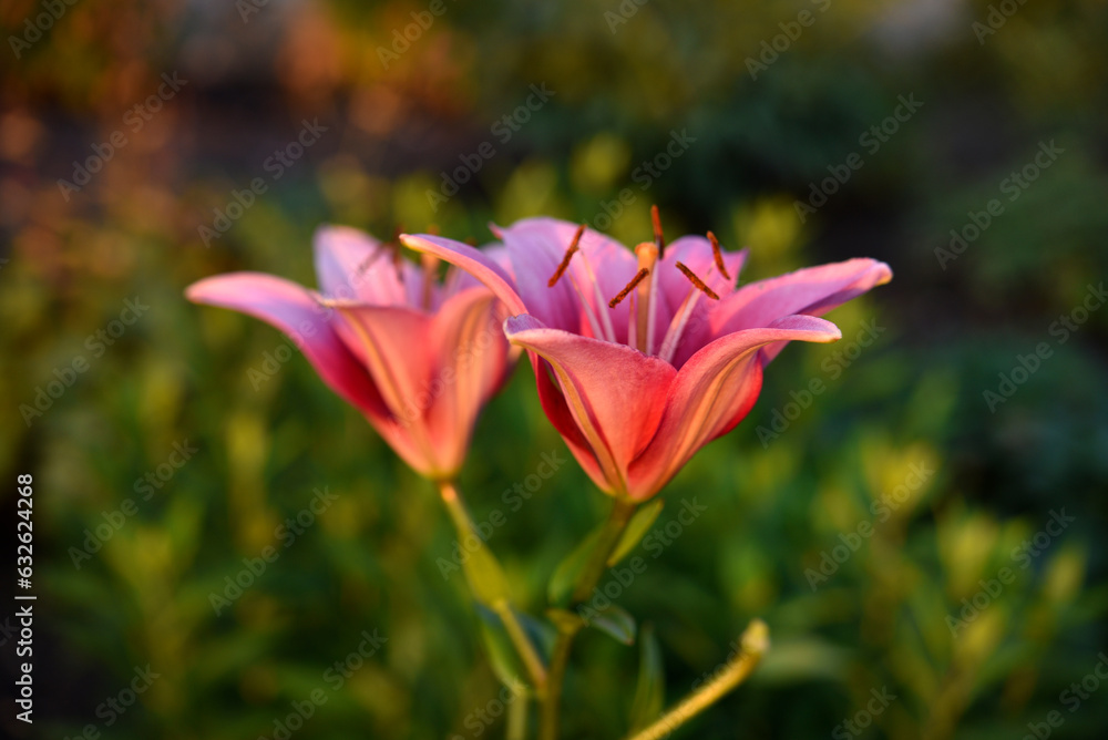 Red and white lily flowers. Red lilies. A beautiful bouquet of lilies.