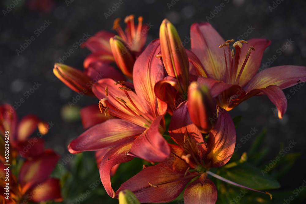 Fototapeta premium A bright orange lily in the garden. Red lily. Beautiful lily flowers.