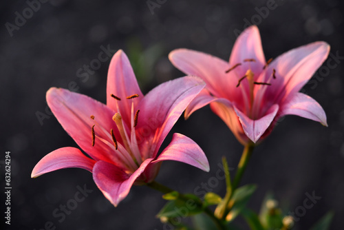 Red and white lily flowers. Red lilies. A beautiful bouquet of lilies.