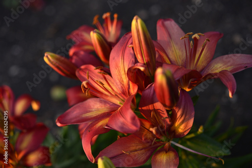 A bright orange lily in the garden. Red lily. Beautiful lily flowers.