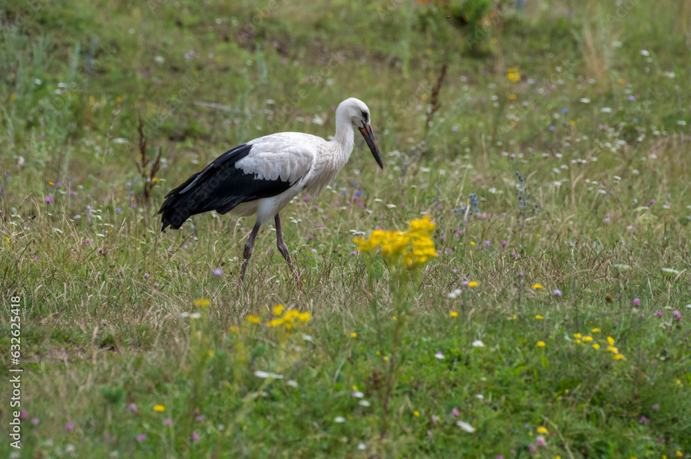 Fototapeta premium White stork in the field