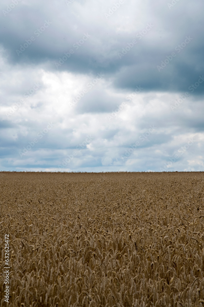 Fototapeta premium Wheat field in Ukraine with cloudy sky
