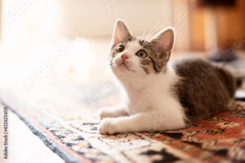 kitten playing indoor photo